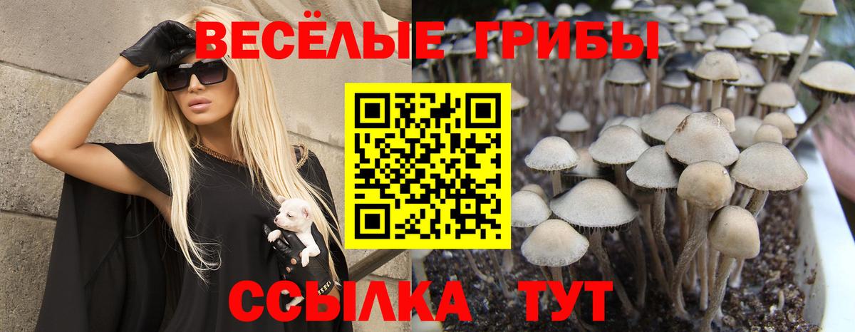 как найти закладки  Галлюциногенные грибы Magic Shrooms  Вход с VPN  Сердобск 